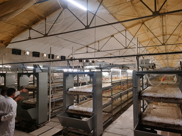 采用清糞帶式籠養(yǎng)的優(yōu)勢和特點